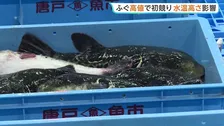 下関市でフグ初競り　最高値は1キロ2万1000円、去年より4000円高く　台風による水温の高さ影響し水揚げ量が減少