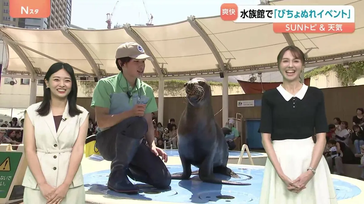水族館の生き物たちも熱中症対策　アシカは氷を食べて水分補給　ペリカンは水槽の水を増やして足元から冷やす【SUNトピ】