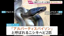 体長約2メートルのニシキヘビ2匹脱走 川崎市のマンション3階 逃げたのは「アルバーティスパイソン」オスとメスで毒はなし　警察などが捜索