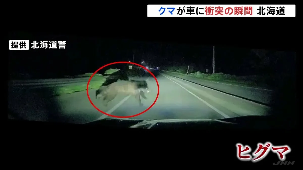 ヒグマが国道に飛び出し車と衝突 クマは自力で山へ…ドラレコに一部始終 北海道