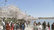 ワシントンの桜が満開　アメリカ建国250周年に日本から新たに贈られた250本の桜もまもなく仲間入り