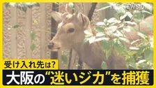 大阪の“迷いジカ”ついに捕獲…奈良からきた可能性も　奈良県知事は「奈良公園から出た鹿は天然記念物ではなくなる」“受け入れ難しい”との見解【news23】