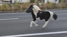 道路上にいたのは…馬！？平塚八幡宮の神馬が一時脱走　けが人なし　神奈川・平塚市
