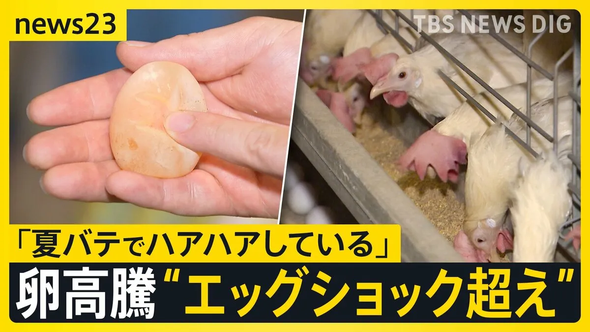猛暑でニワトリも夏バテ「エッグショック超え」タマゴ高騰　エサ食べる量が減り“ブヨブヨの卵”　韓国では暑さで家畜100万頭以上が死ぬ【news23】