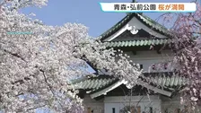 青森・弘前公園のソメイヨシノが史上2番目の早さで満開に　全国有数のサクラの名所