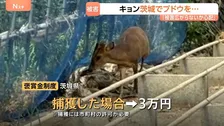 「やめろやめろ！」キョンがブドウをムシャムシャ　茨城でも農作物被害　茨城に定着すると本州全域に定着のおそれも