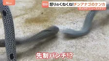 怒りのくねくね！チンアナゴ…“ケンカ”の瞬間を激撮！目つき鋭く、口開けて威嚇？意外と武闘派チンアナゴ　話題の動画