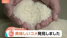 最高ランク「特A」に43銘柄！千葉の「粒すけ」は“倒れない”強さで初選出　2025年おコメの食味ランキング【Nスタ解説】