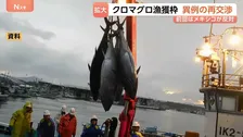 太平洋のクロマグロ漁獲枠「拡大」で合意 異例の交渉再開で“日本の提案に近い形”に　11月末に最終決定へ