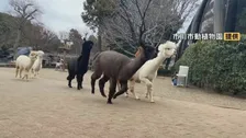 ニホンザルのパンチくんで大人気　市川市動植物園で週に1度のおたのしみ！ 一心不乱な「アルパカダッシュ」