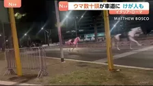 ローマで馬が逃げ出す 数十頭が道路を疾走　パレードのリハーサルで花火に驚いたか 馬から振り落とされた1人が重傷　イタリア
