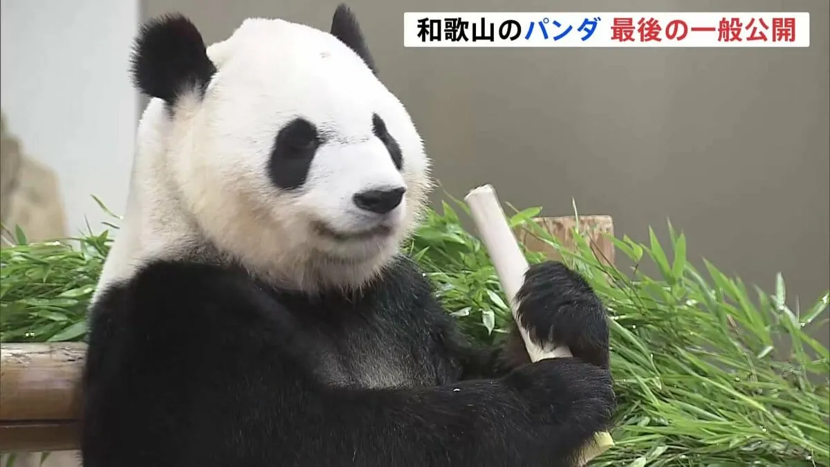 「かわいい姿を見せてくれると自然と笑顔に…」良浜、結浜、彩浜、楓浜　あす4頭のジャイアントパンダ返還　一般公開最終日、多くの人が別れ惜しむ