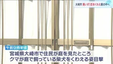 クマ被害きょう(25日)も相次ぐ 玄関先で60代住民女性が襲われけが 宮城・大衡村 飼い犬の柴犬くわえたままクマがやぶの中へ 宮城・大崎市