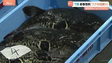下関で新春恒例フグの初競り　今年は大きく質良し 最高価格は1kg5000円アップ