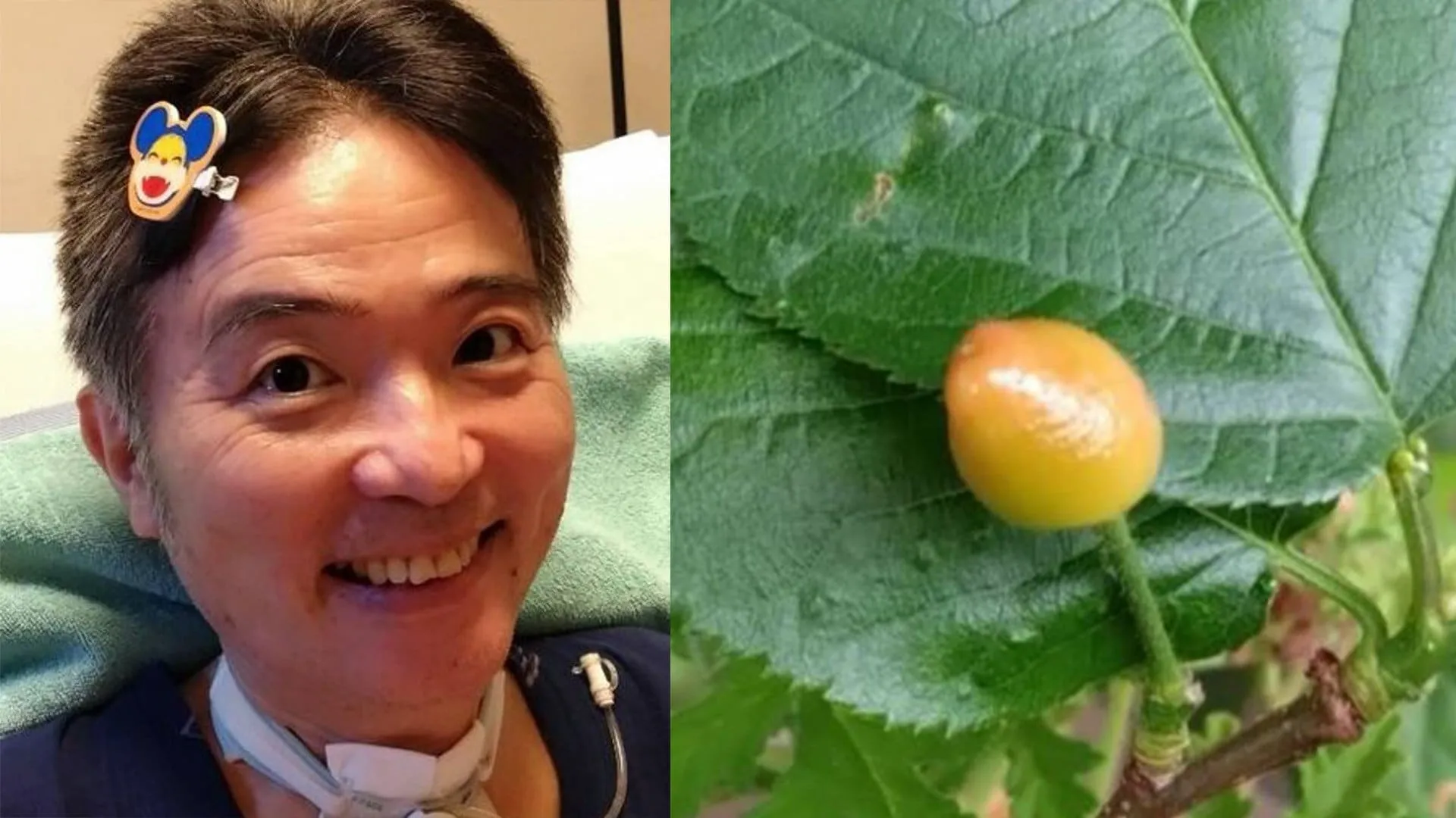 【 ニャンちゅう 】 声優・津久井教生さん　ベランダの鉢植えにサクランボが実ったことを報告　「妻と楽しみにしているのですが　鳥も楽しみにしているようです」「生きる力ってすごい」　【ＡＬＳ闘病】