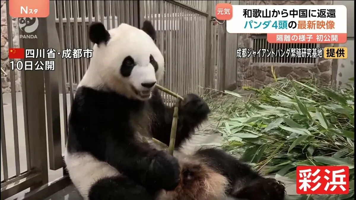 和歌山から返還されたパンダ4頭の最新映像公開　アドベンチャーワールドから中国・四川省へ　「“良浜”一家隔離日誌」