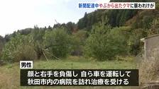 住宅奥のやぶからクマ　新聞配達中の70代男性が襲われけが　秋田市