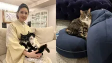 【 ねこ 】藤あや子さんの保護猫「じゃこ天」　3か月で「もうベテラン家猫感」クッション独占でドヤ顔