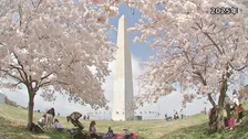 ワシントンDCの桜 3月末に見頃へ　米建国250周年で日本から250本の桜を寄贈