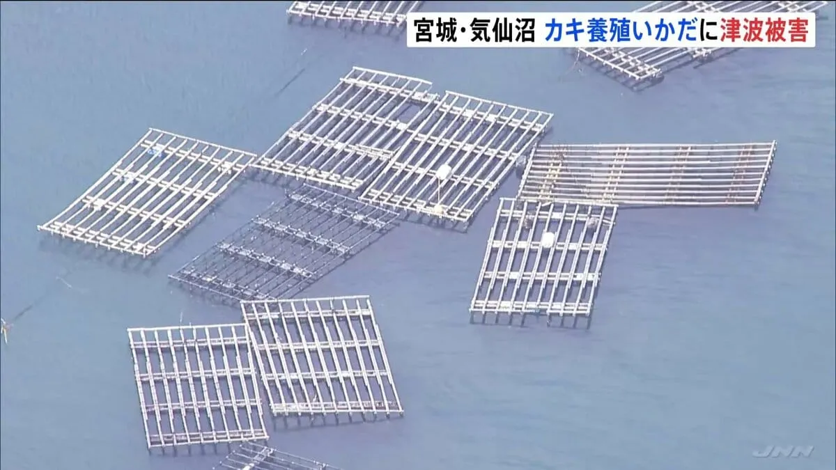 津波の影響 カキの養殖いかだに被害「4割前後の被害があるように見える」 宮城・気仙沼市の大島近くの海域