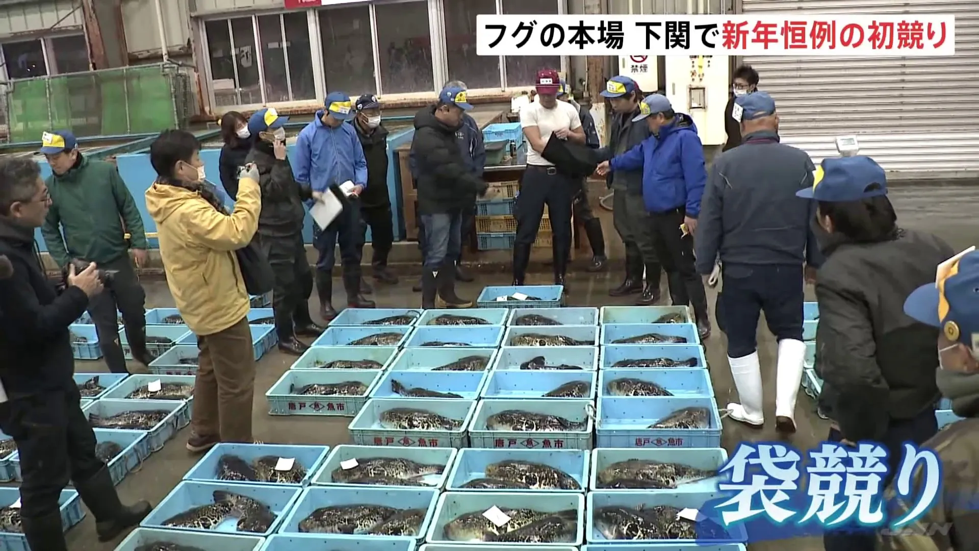 フグの本場 山口・下関で新年恒例の初競り　天然ものは最高値1万8000円 24年より2000円高