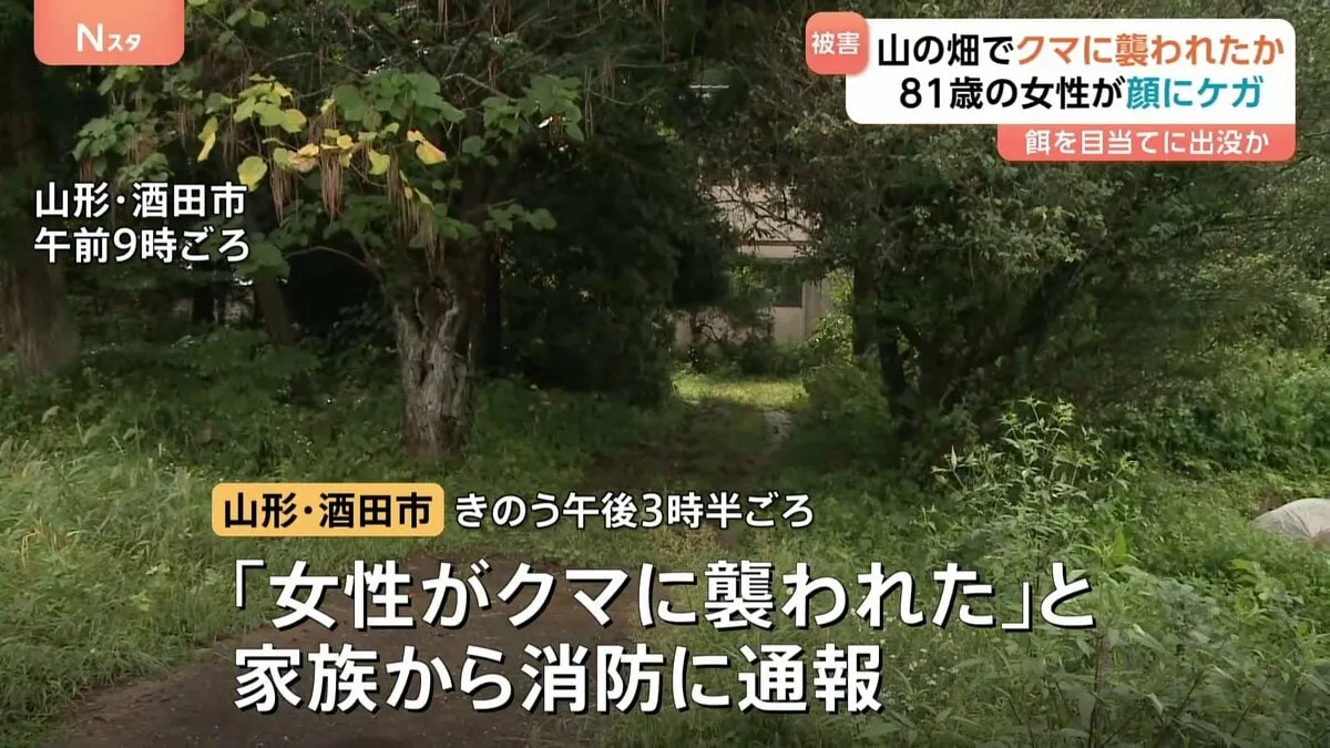 81歳の女性がクマに顔をひっかかれ病院搬送 命に別状なし　クマは餌目当てに畑出没か　山形・酒田市