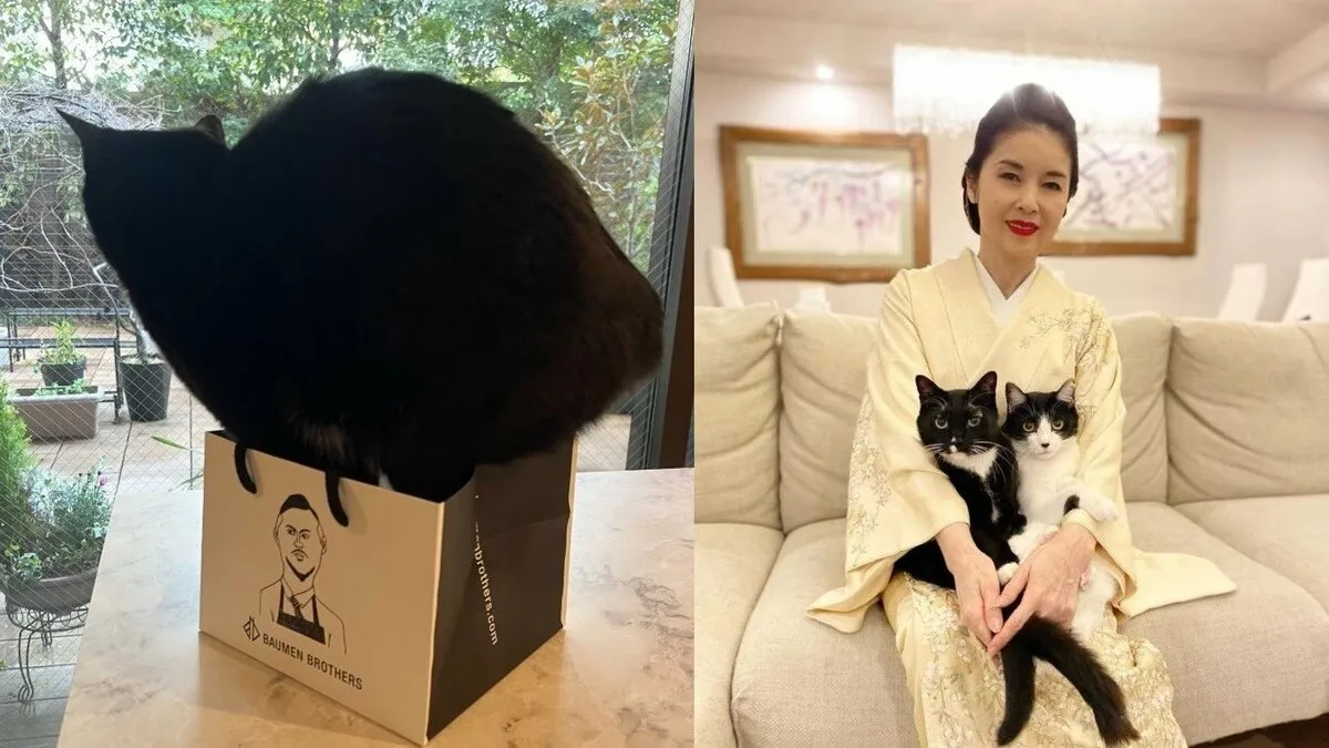 【ねこ】目覚めた野生がショッパ・フィットに挑む　藤あや子さん　愛猫「マル」に「そろそろ自分の寸法把握しようか…」