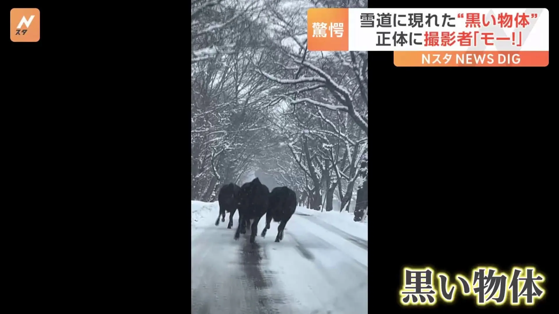 雪道に突然現れた“黒い物体”その正体は疾走する「ウシの群れ」“つるつる路面”に大苦戦し立ち往生！撮影者も思わず「モ～！」