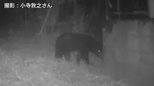 東京都でツキノワグマ狩猟が限定的に解禁へ　2027年度から