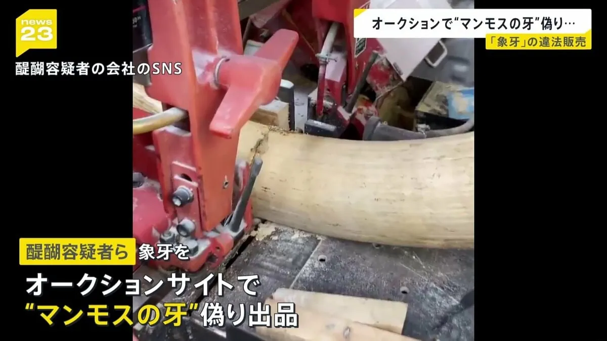 隠れ蓑に使っていたのは“マンモス”　象牙を「マンモスの牙」と偽りオークションサイトで販売か　購入した客４人も思いこむ