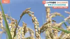 【速報】コメ価格が「半年ぶりに4000円割れ」5週連続下落　民間の在庫だぶつき顕著　農林水産省