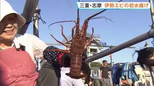 三重・志摩　伊勢エビの初水揚げ　“磯焼け”の影響で漁獲量減少　去年より1300円高く取引　きょうは約100キロ水揚げ