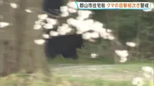 クマ住宅街で目撃相次ぐ「公園の方からイヌかと思ったらものすごい勢いで泳いで…」近くの小学校は登校自粛を呼びかけ【福島】