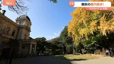 晩秋を楽しむ都内散歩　旧岩崎邸庭園～旧古河庭園～自由学園明日館【SUNトピ】