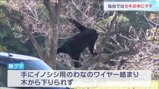 「カキの木にクマが」住宅敷地内に親子とみられるクマ2頭　2頭とも麻酔銃で眠らせた後駆除　仙台・青葉区