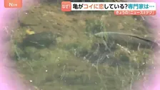 カメがコイに恋している！！“見つめ合う二人”　専門家の見解は？？