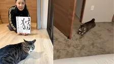【 ねこ 】藤あや子の保護猫じゃこ天「お嬢と戯れることを覚えた」　先住猫オレオにダッシュでチャレンジ