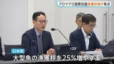 豊漁のクロマグロ “漁獲枠の拡大”は？　日本は“25％増”求める方針　短期間で上限、操業停止の地域も　新ルールなど話し合う国際会議