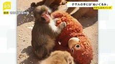 “ぬいぐるみがお母さん”の子ザル、パンチ君がSNSで話題「＃がんばれパンチ」来園者倍増　母ザルが育児放棄で　千葉県・市川市動植物園
