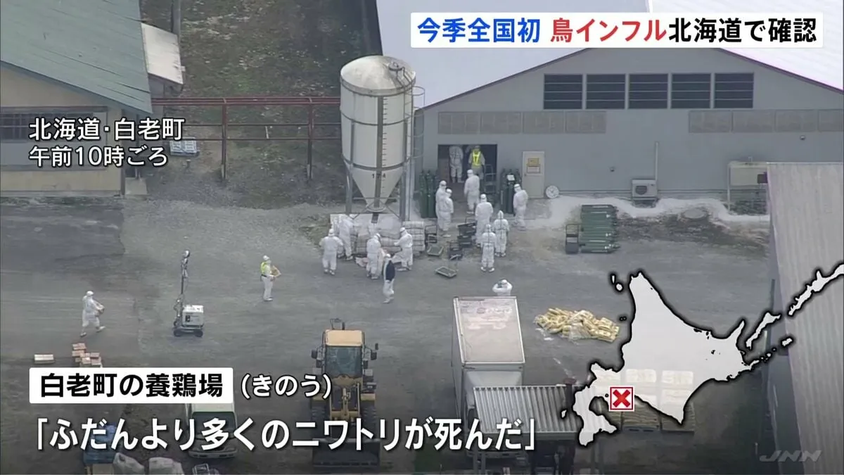 「普段より多くのニワトリが死んだ」今季全国初　高病原性鳥インフルエンザの陽性確認　 北海道白老町