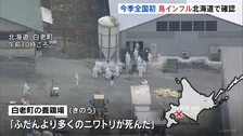 「普段より多くのニワトリが死んだ」今季全国初 高病原性鳥インフルエンザの陽性確認  北海道白老町