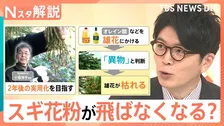 「雄花だけを枯らす」最新研究 スギ花粉が飛ばなくなる未来も…？くしゃみ・鼻水／鼻づまり…症状によって薬を使い分けを【Nスタ解説】