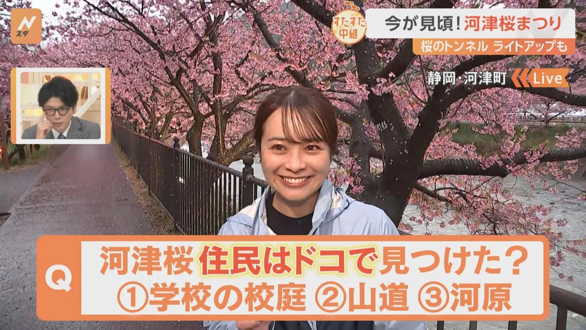 今が見頃！過去10年で最も遅い開花となった静岡の河津桜！4キロの川沿いに850本も咲き誇る圧巻の景色と桜グルメをご覧あれ！【すたすた中継】