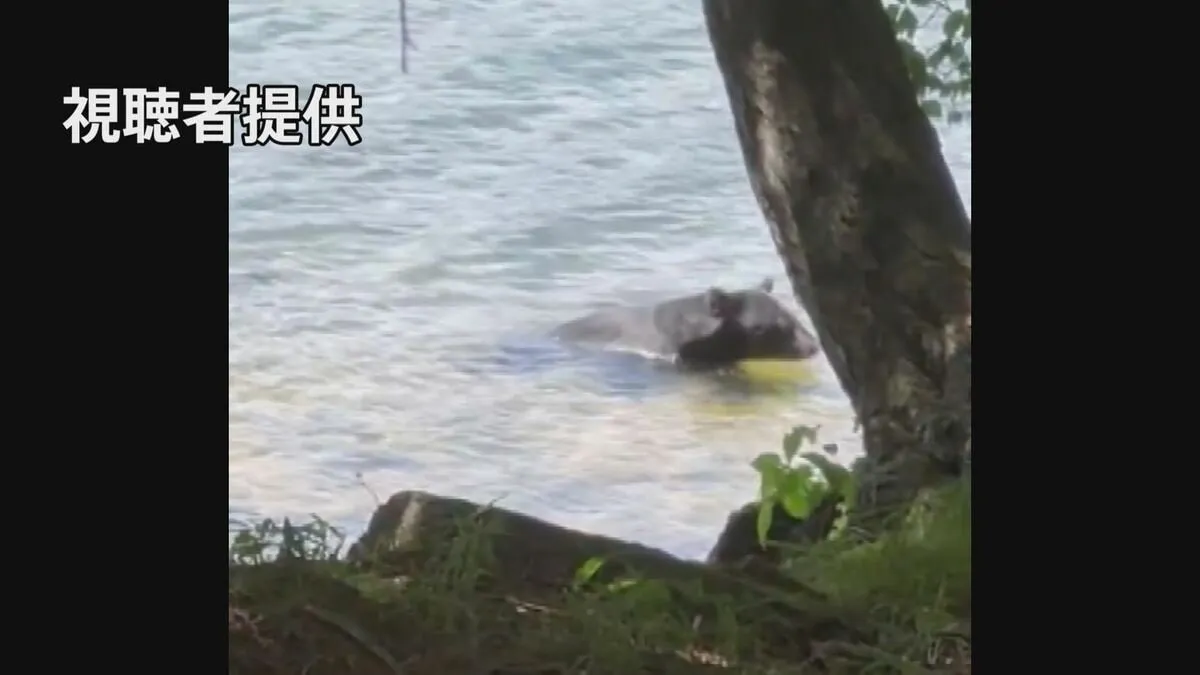 今年度のクマによる被害の犠牲者7人 過去最多に