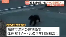 体長約1mのクマの目撃相次ぐ カメラ映像に住宅敷地内を悠々と歩く姿も 福島市
