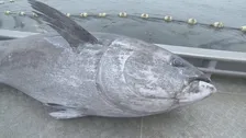 クロマグロの漁獲枠巡る交渉　18日に国際会議を再度開催へ