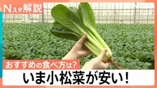 いま小松菜が安い！農家のおすすめの食べ方は「生」　安いうちに冷凍保存でお買い得に【Nスタ】