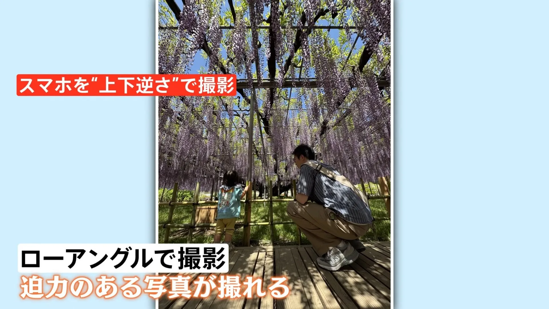 今年のGWは『近場』が人気！ 箱根の新スポットは富士山間近で『映え写真』＆栃木で見頃の藤の花は“逆さ撮影”で