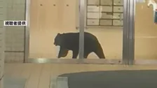 青森市中心部の複合商業ビルにクマ1頭が居座る　緊急銃猟で駆除