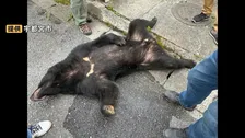 “2頭目のクマ”はいる？住宅街でクマ捕獲された宇都宮市 一夜明けて住民は警戒 「車から降りてクマがいたら…」
